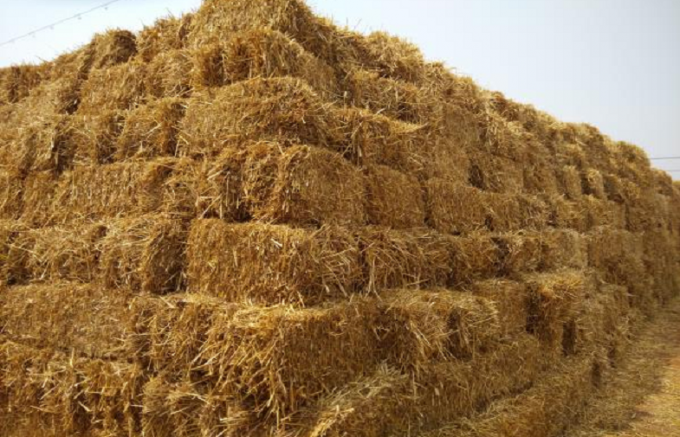 Gambo cereale/della paglia di frumento/linea di produzione di legno della pallina fieno dell'alfalfa capacità di 500KG/H