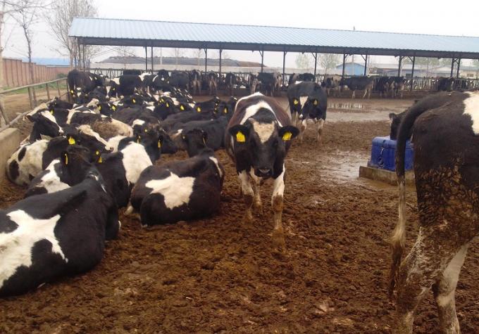Il fertilizzante dello sterco di mucca appallottola la linea di produzione con la capacità 1-5T/H